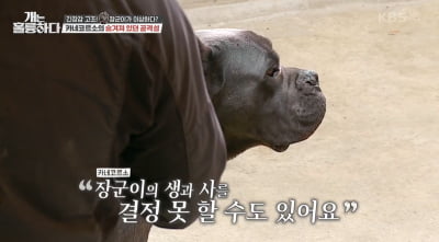 [종합] '41kg 카네코르소' 장군이, 강형욱 "잘못하면 사람 물 것, 생사 결정 못할 수도" ('개훌륭')