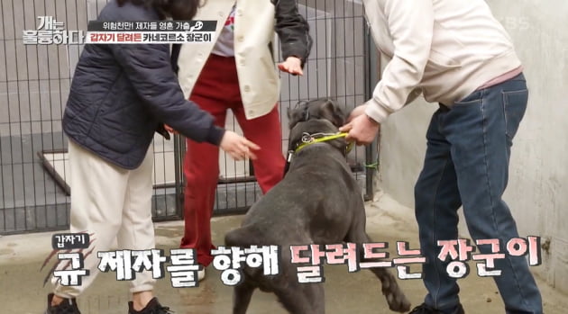 [종합] '41kg 카네코르소' 장군이, 강형욱 "잘못하면 사람 물 것, 생사 결정 못할 수도" ('개훌륭')