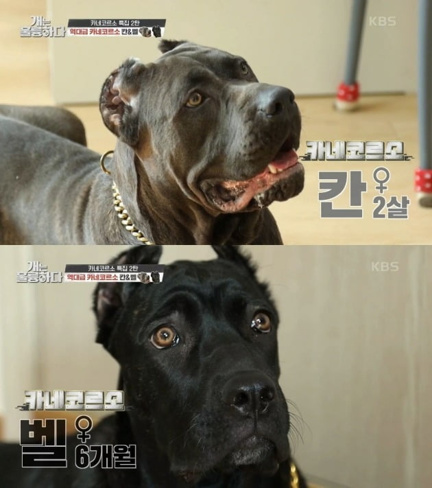 사진=KBS2 '개는 훌륭하다' 방송 화면