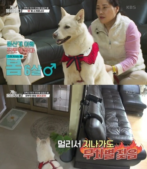 사진=KBS2 '개는 훌륭하다' 방송화면