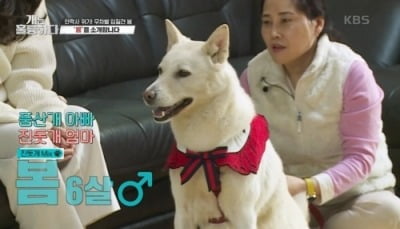 [종합] 공격성→안락사 압박…'역대급' 고민견 봄이 등장 ('개는 훌륭하다')