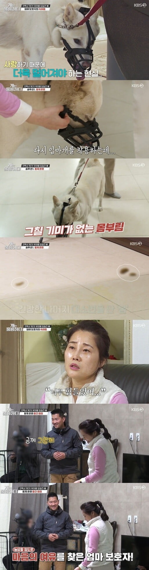 '개는 훌륭하다'(사진=방송 화면 캡처)