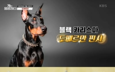 [종합] "건달견 흑임자, 시한 폭탄 느낌"…강형욱, 도베르만 등장에 "답 알고 있어" ('개훌륭')