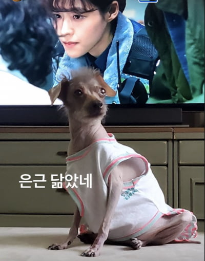 "은근 닮았네" 설현 닮은꼴 강아지 등장…유쾌한 '셀프 디스' [TEN★]
