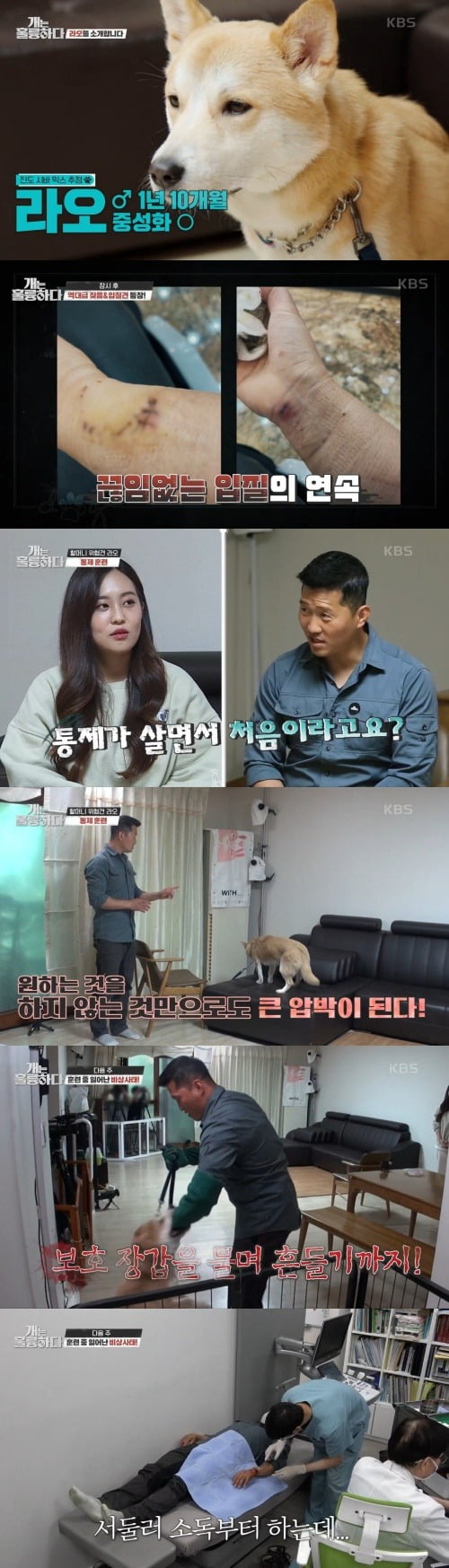 사진=KBS2 '개는 훌륭하다' 방송 화면
