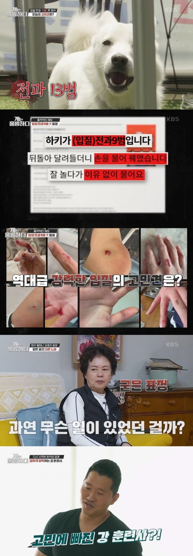 사진=KBS2 '개는 훌륭하다' 방송 화면