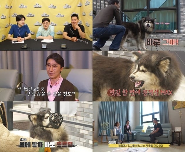 사진제공=KBS2 ‘개는 훌륭하다’
