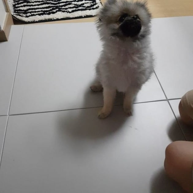 '싱글맘' 이지현, ADHD 子보다 반려견 ♥? "우리 아기는 천재, 하루 종일 바라보는 중"[TEN★]