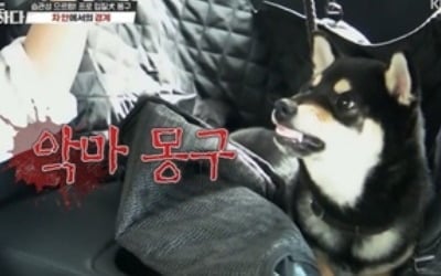 강형욱, '악마犬' 몽구 혹독 훈련…보호자, 안타까움에 눈물 폭발 ('개훌륭')