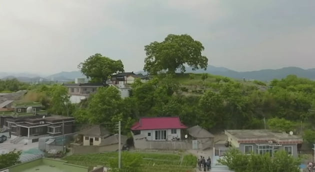 '우영우' 팽나무 마을은 "쓰레기 소굴"…힐링 드라마의 악영향[TEN스타필드]