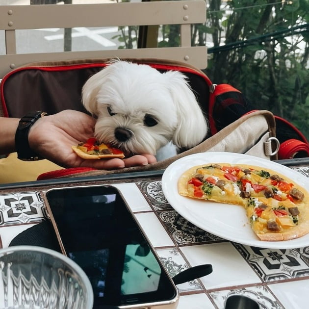 '임신' 손예진, 주말엔 요리 휴업? ♥현빈·반려견과 토요일 점심 데이트[TEN★]