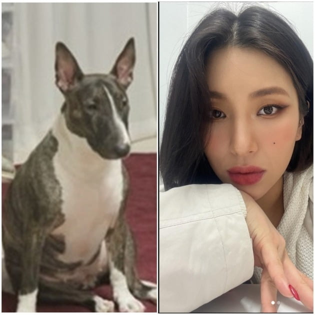 사진=자이언트핑크 SNS, SBS 방송화면 캡처