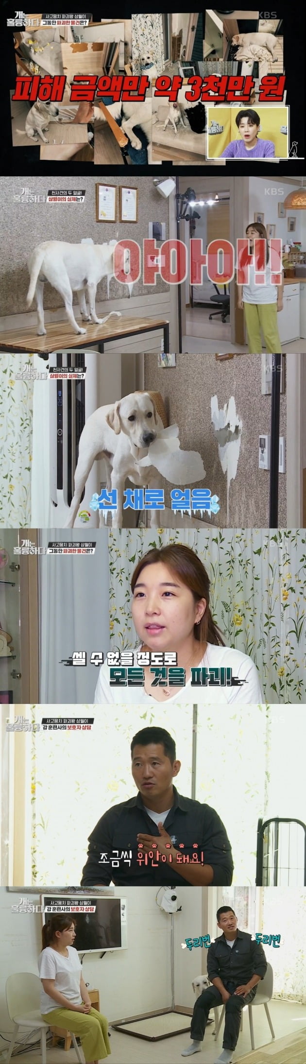 사진=KBS 개는 훌륭하다 방송화면