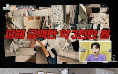 [종합] '3000만 원어치 파괴견' 리트리버 등장…보호자 "천사견?…쟤는 아냐" ('개훌륭')