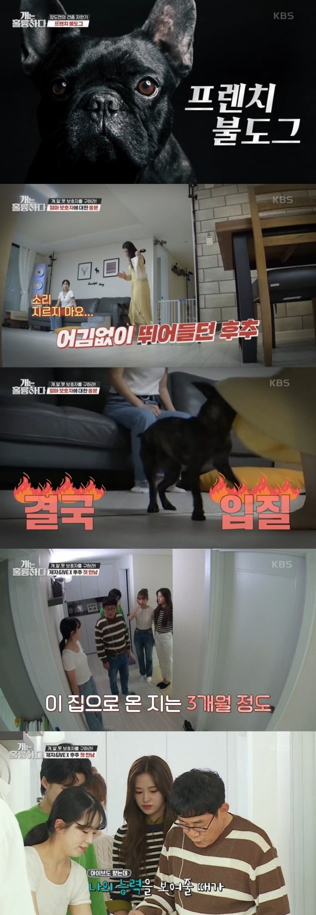 사진=KBS 2TV '개는 훌륭하다' 방송화면