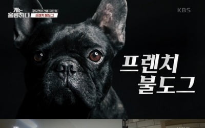 [종합] '파양만 3번' 고민견, 입질·분리불안 심각…보호자 "반려견과 신뢰 부족"('개훌륭')