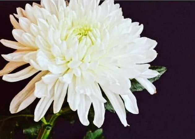 안선영, '이태원 참사' 애도 "내 아이의 고향인데…더 이상 희생자 늘지 않기를"