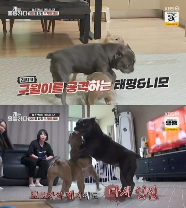 사진=KBS '개훌륭' 방송 화면.