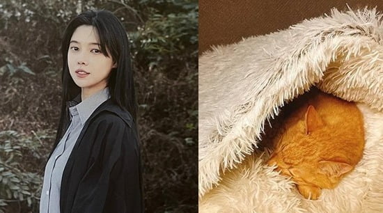 '이장원♥' 배다해, '암 선고' 반려묘 준팔이 근황 공개 "최선을 다해 노력"