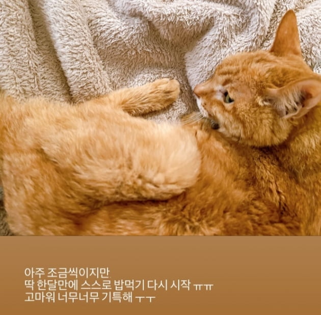 '이장원♥' 배다해, 항암 치료 중 반려묘가 기특한 집사 "딱 한 달만 스스로 밥 먹어"