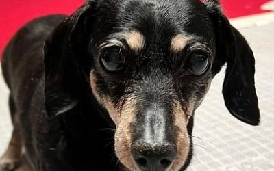 최여진, 가슴 아픈 이별 "잘 가, 세상에서 제일 귀여운 내 딸"