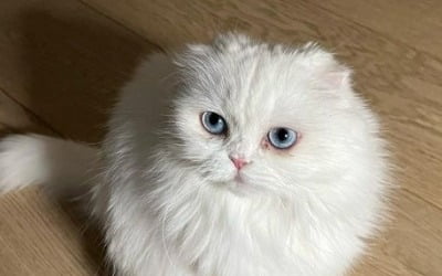 '최태준♥' 박신혜, 子·반려묘 동시 케어하는 맘…몸이 두개라도 되나
