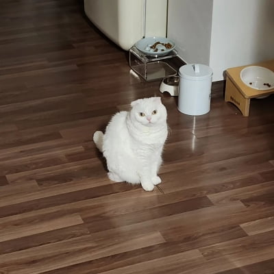 공유, 집사 똑닮은 미묘 자랑 "감시당하는 기분, 가끔 무섭"