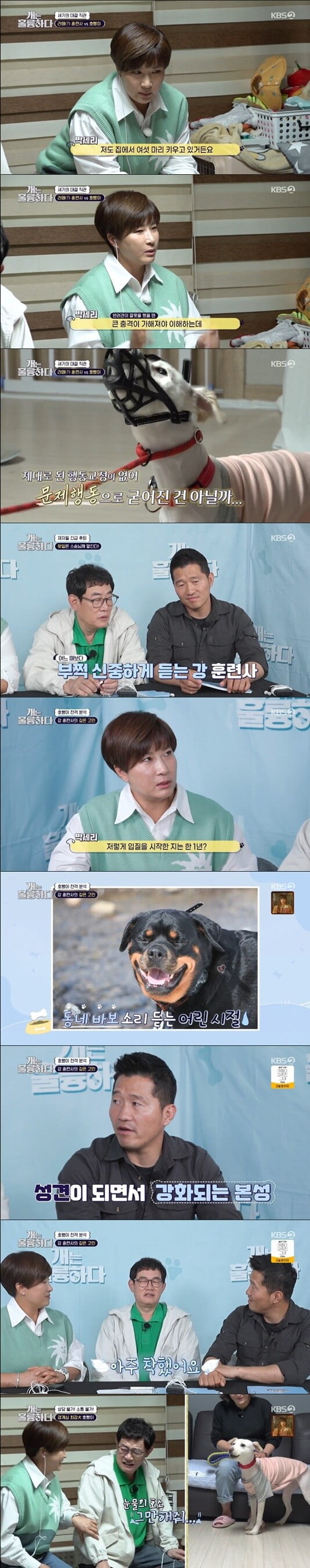 '개는 훌륭하다'(사진=방송 화면 캡처)
