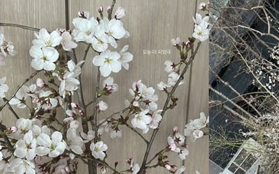 Soyeon, is there a cherry blossom tree in the newlywed house in Daejeon?