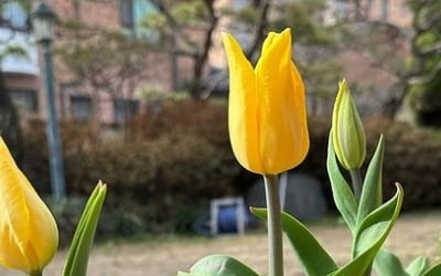 Shim Jin-hwa, proud of the tulips that bloomed in her magnificent yard