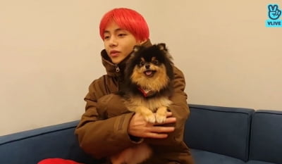 BTS V, No. 1 male idol you want to walk your dog with