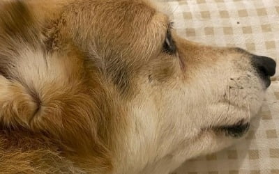 Yoon Seung-ah, Bambi 'suffered from cancer' before giving birth to daughter