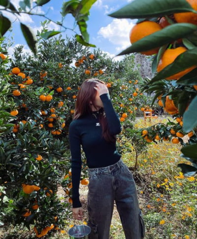 Sakura, experiencing tangerine picking on Jeju Island