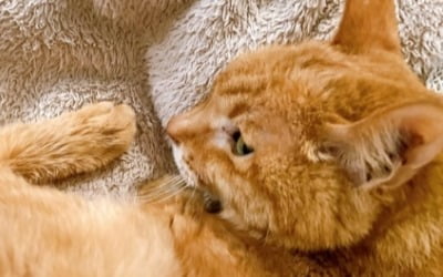 Bae Da-hae, a wonderful cat owner during chemotherapy