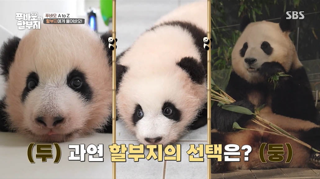[종합] 강철원 사육사 "최애는 푸바오…영원한 나의 아기 판다"('푸바오와 할부지')