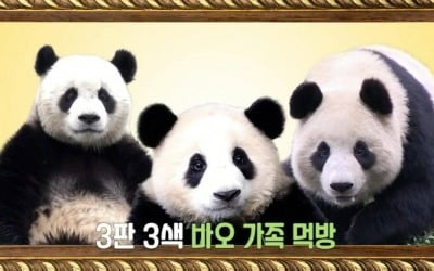 '푸바오母' 아이바오의 한국 생활 첫날, 새집 거부…강철원 사육사의 결단('푸바오와 할부지')