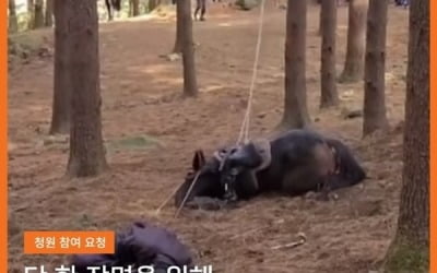 "It's true animal abuse" KBS' 'Taejong Yi Bangwon' production team sentenced to a fine of 10 million won