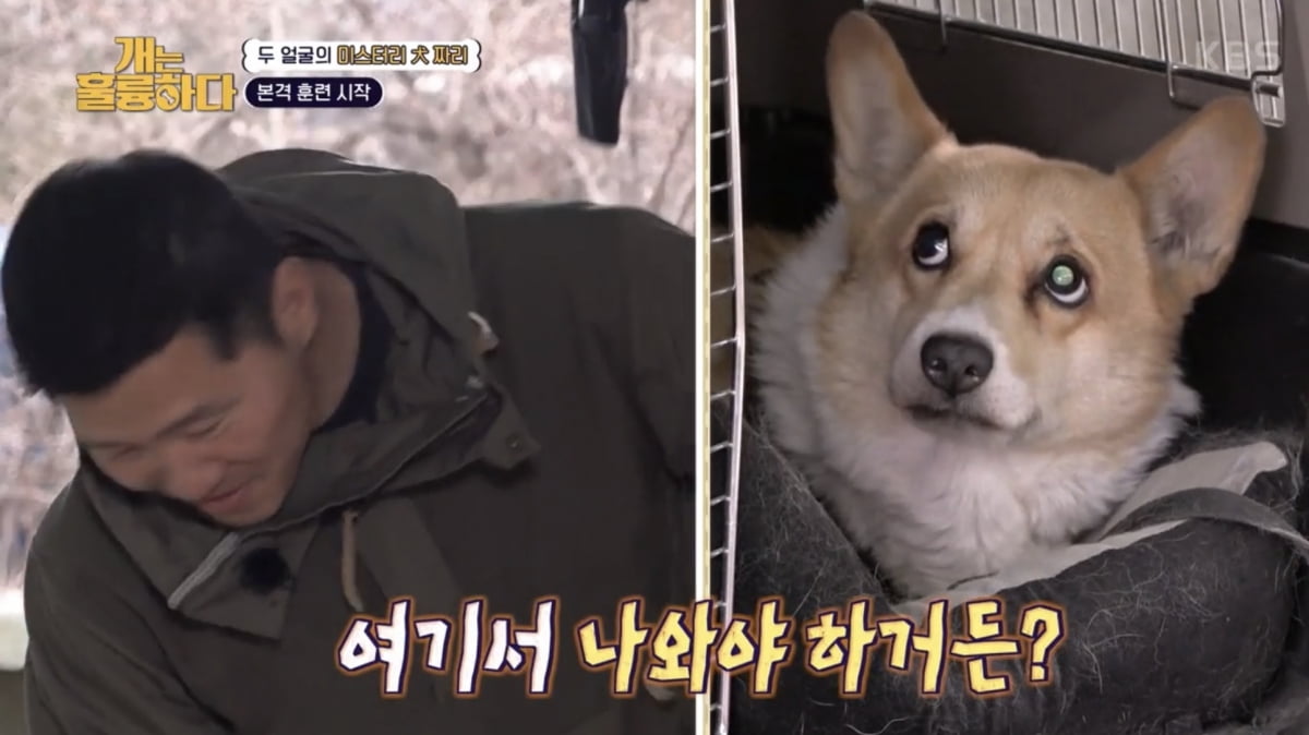 훈련사 강형욱/사진=KBS '개는 훌륭하다' 캡처