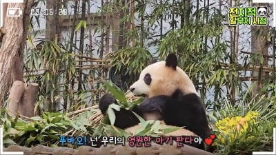 [종합]"이제 안녕"…눈물 쏟은 강철원 사육사, 푸바오 마지막 출근·퇴근길 공개