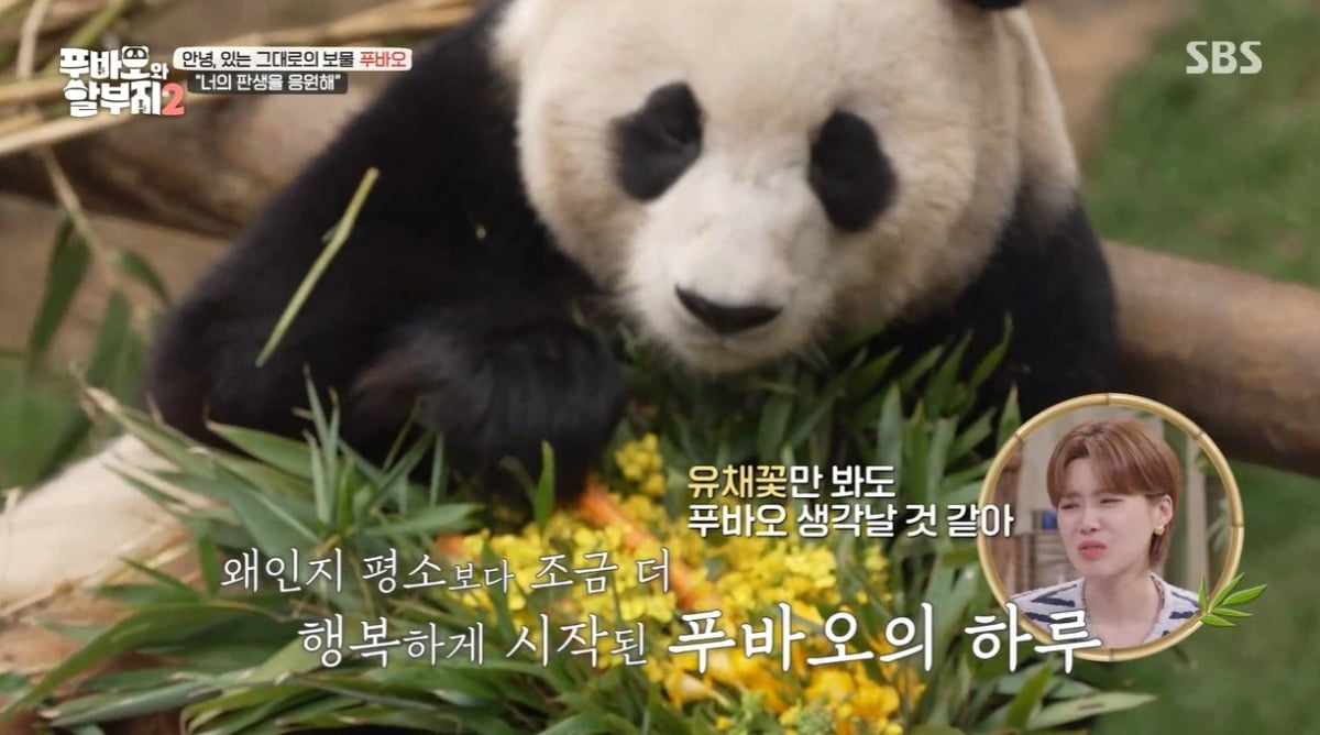사진='SBS '푸바오와 할부지 2' 캡처