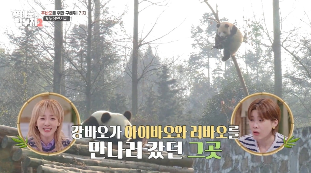 사진='SBS '푸바오와 할부지 2' 캡처