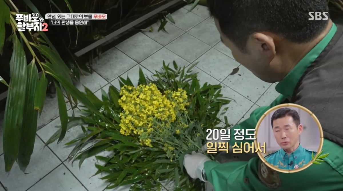 [종합] 장도연 "유채꽃 보면 푸바오 생각날 것"…마지막 출근길 공개 ('푸바오와 할부지 2')