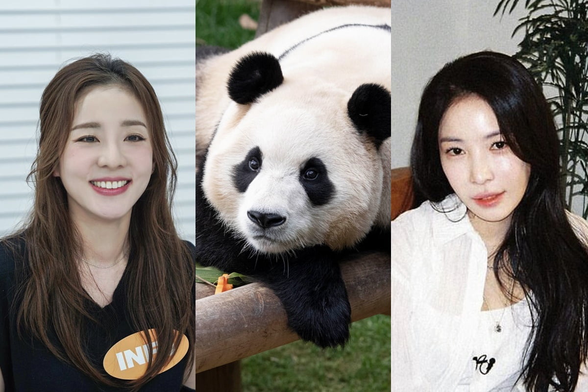 가수 산다라박, 판다 푸바오, 가수 보아/사진=산다라박, 에버랜드, 보아 인스타그램 캡처