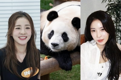 "잘가, 건강하길"…'푸덕이' 산다라박·보아·슬기, 푸바오와 뜨거운 안녕 [TEN피플]