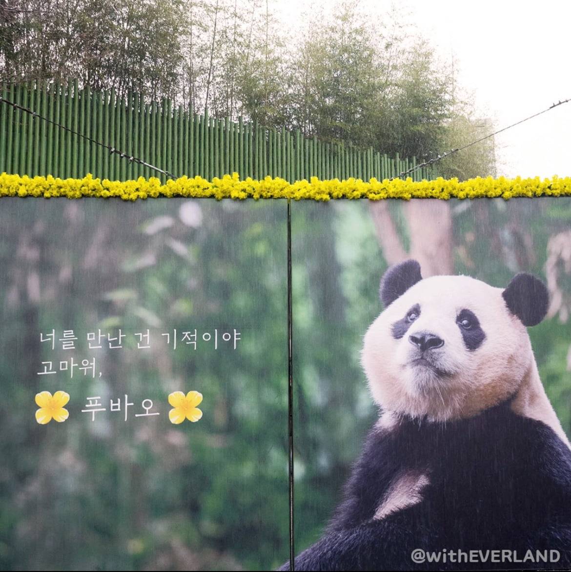 판다 푸바오/사진=에버랜드 인스타그램 캡처