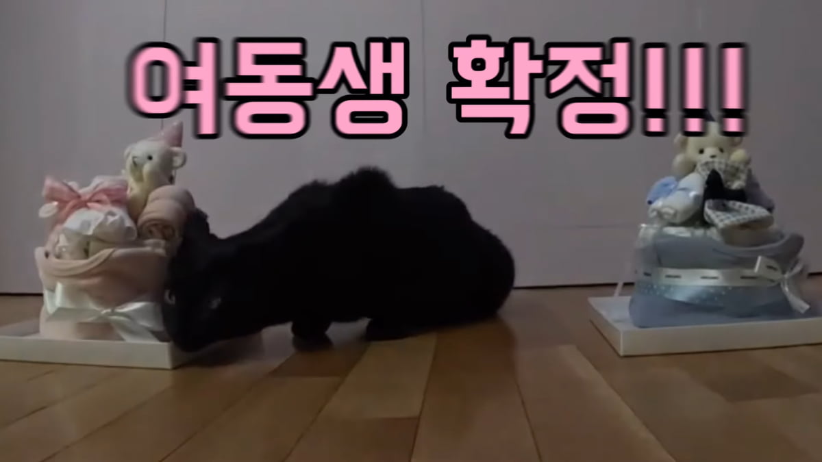 / 사진=유튜브 채널 '박수홍 행복해다홍'
