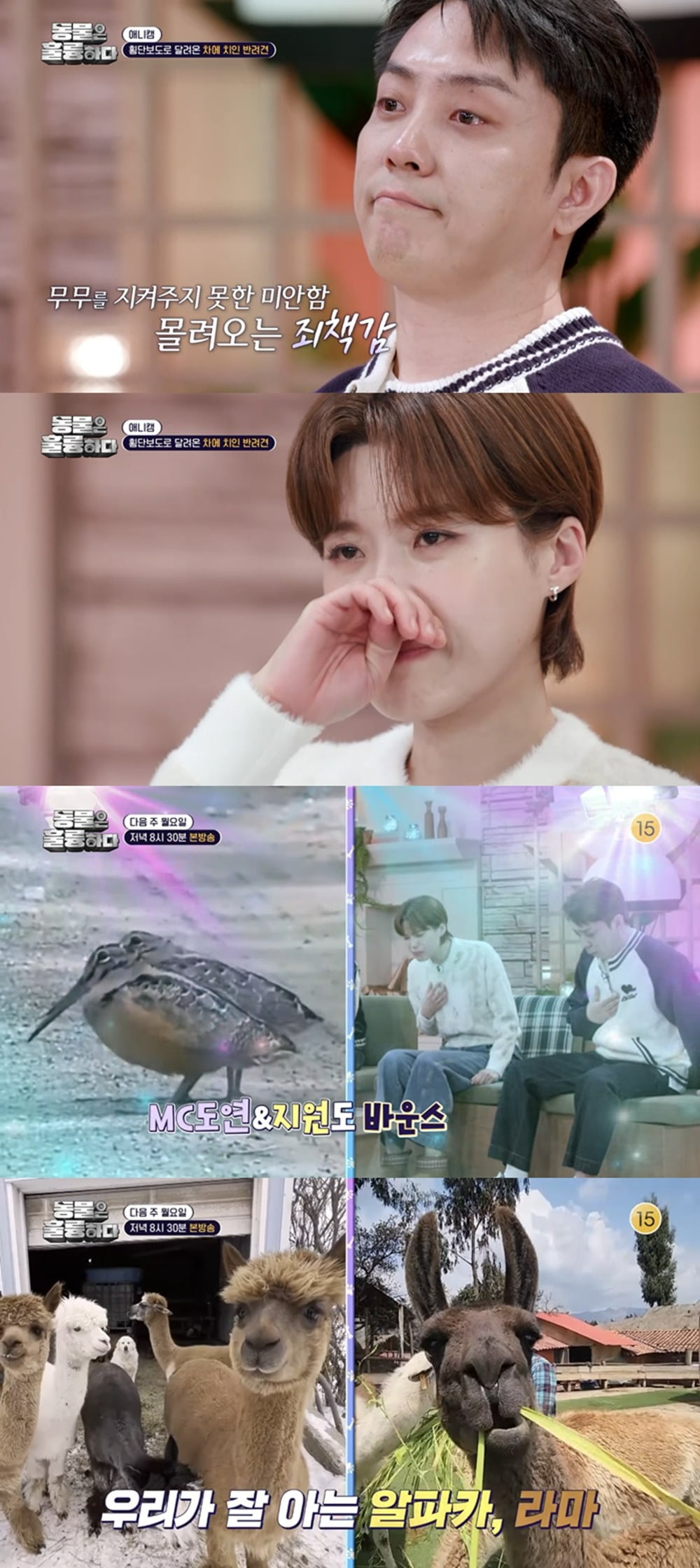 사진제공=KBS '동물은 훌륭하다'