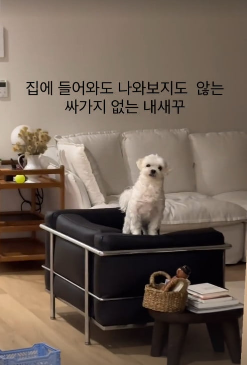 사진=아이비 SNS