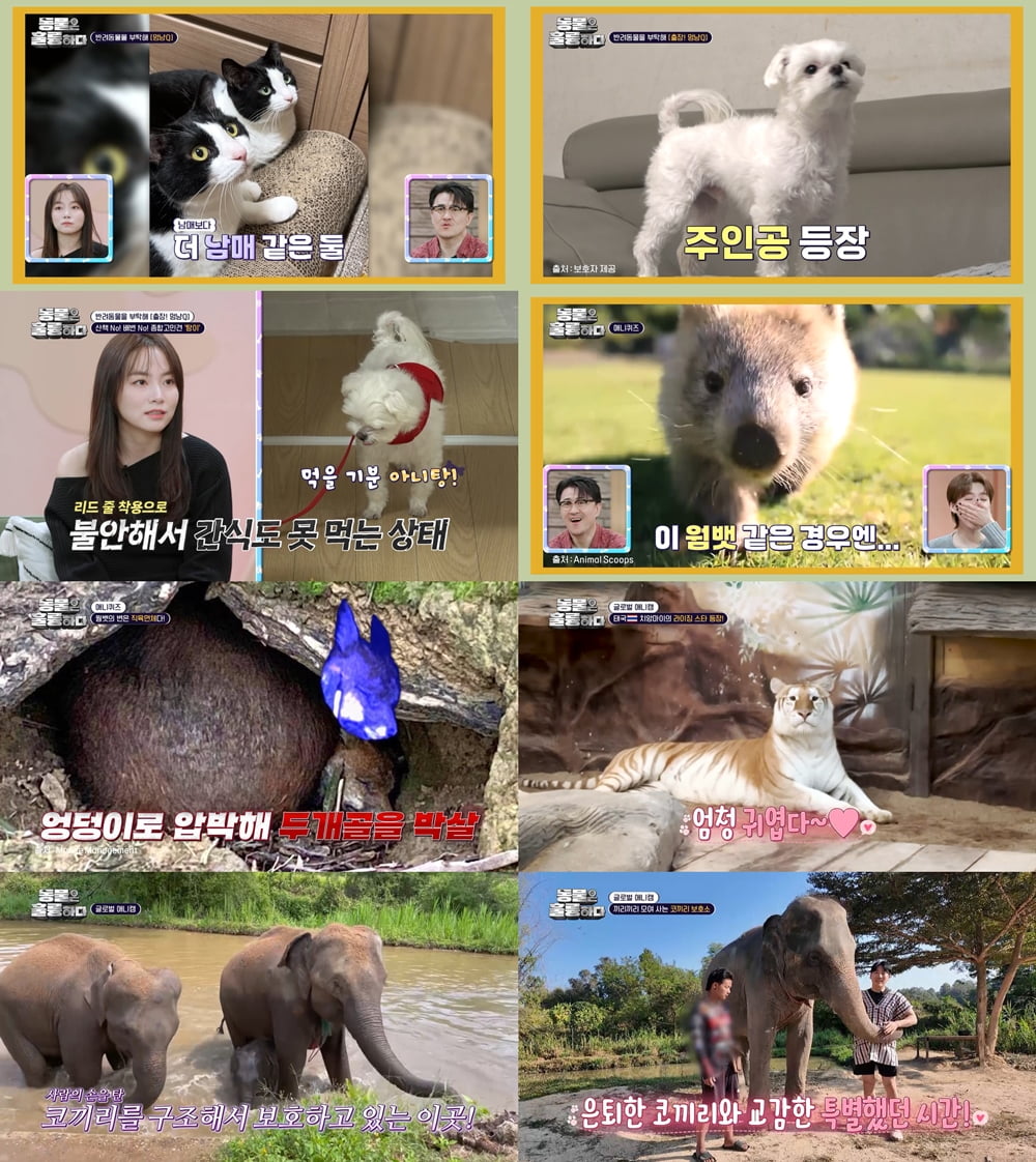 사진 = KBS2 '동물은 훌륭하다' 방송 갈무리