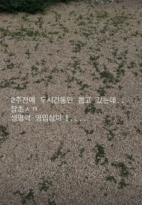사진=아이비 SNS